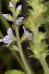 Common gypsyweed